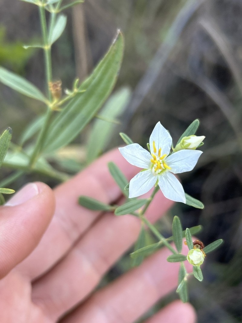 Microlicia altoparaisensis photo 3