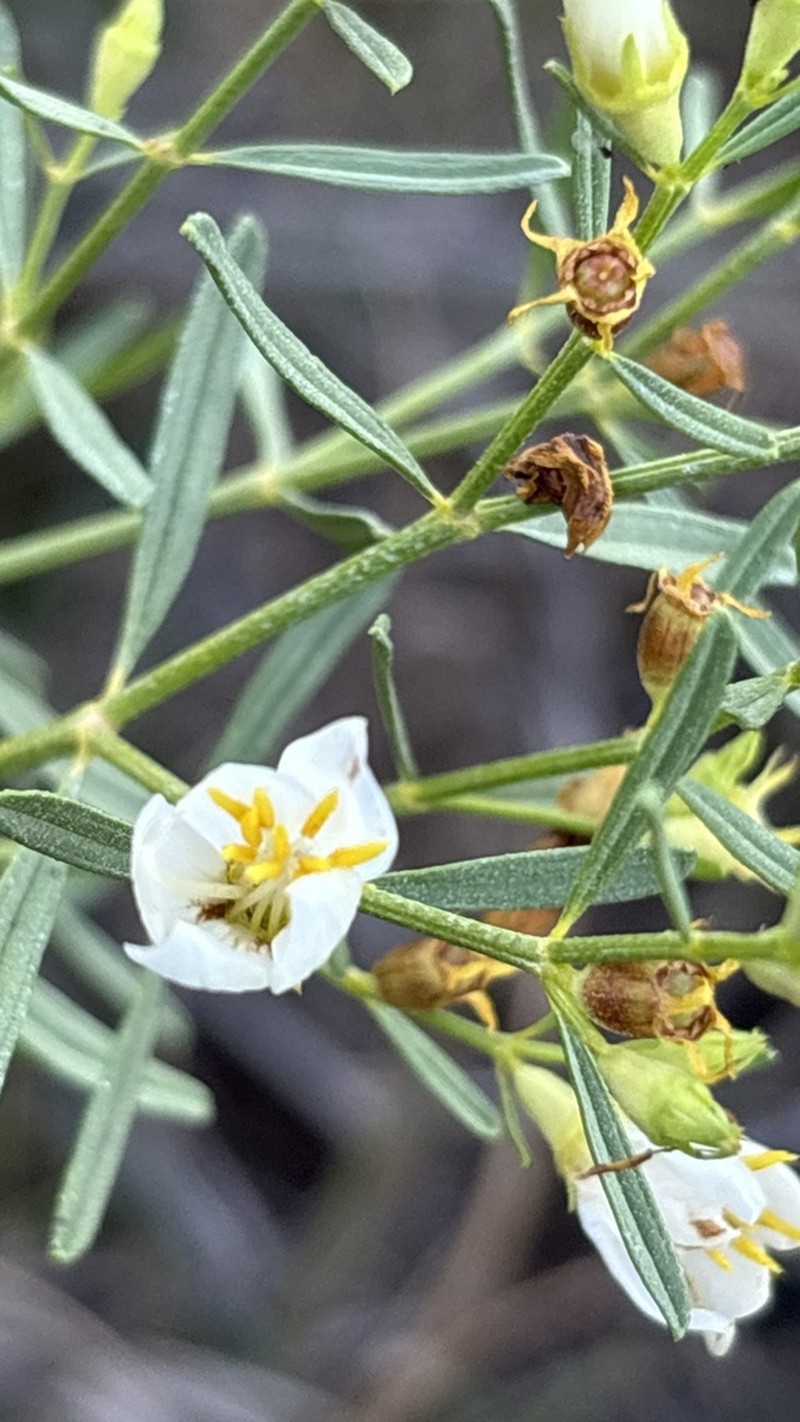 Microlicia altoparaisensis photo 4