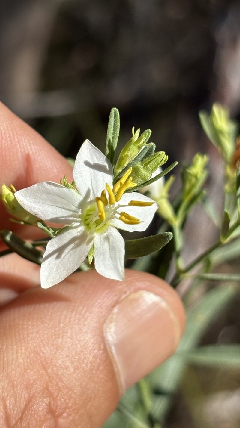 Microlicia altoparaisensis photo 6
