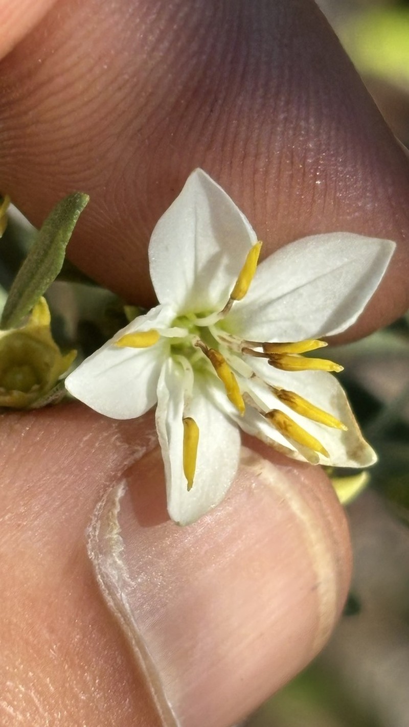 Microlicia altoparaisensis photo 7