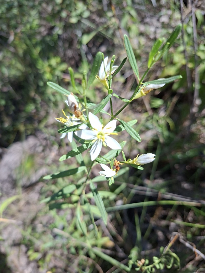Microlicia altoparaisensis photo 8