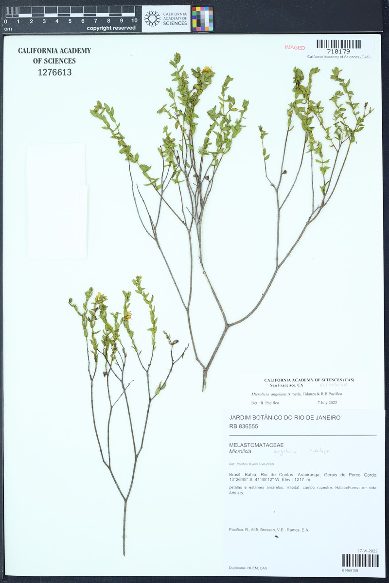 Microlicia angelana
