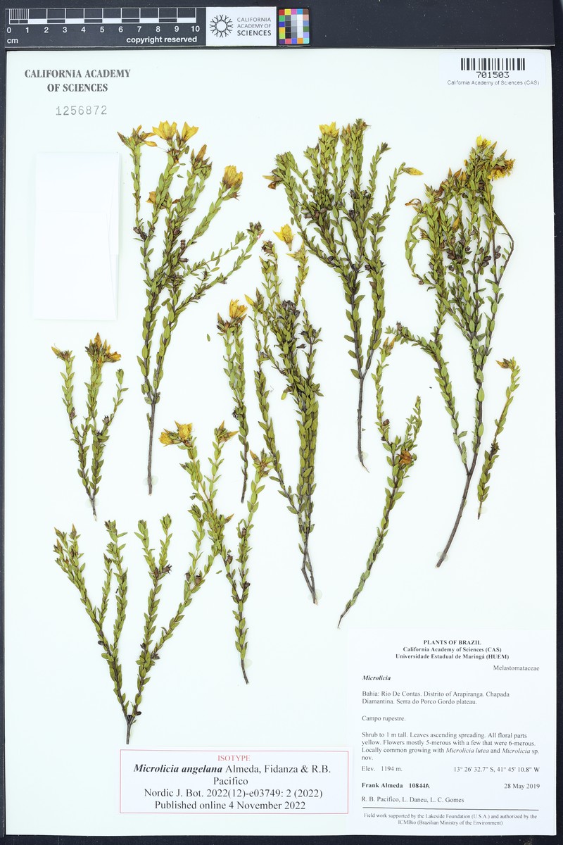 Microlicia angelana photo 2