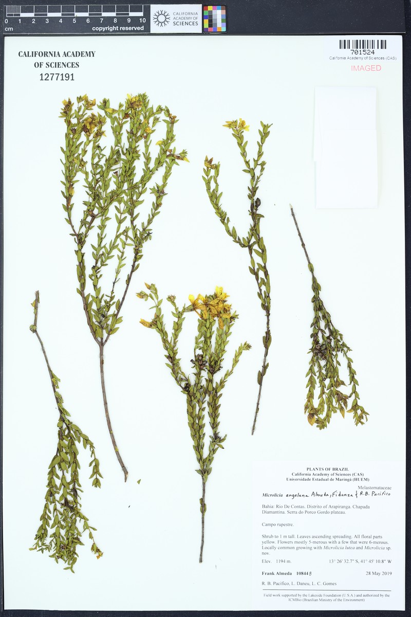 Microlicia angelana photo 3