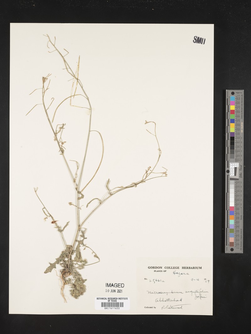 Microlicia angustifolia