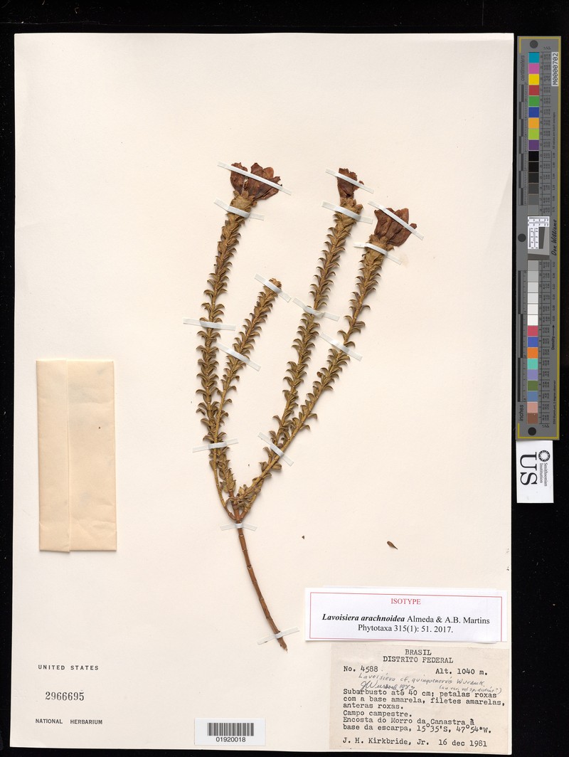 Microlicia arachnoidea photo 2