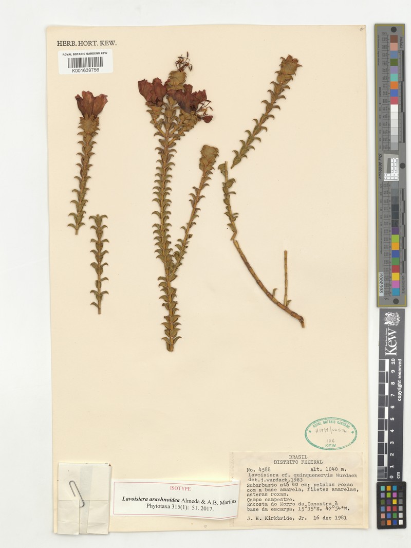 Microlicia arachnoidea photo 3