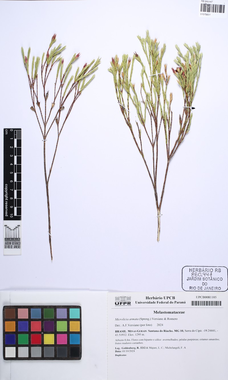 Microlicia armata photo 5