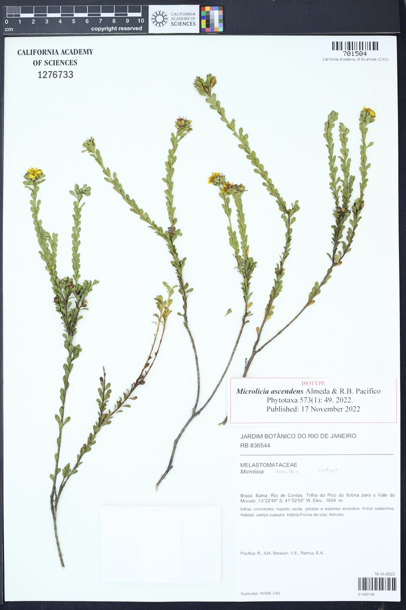 Microlicia ascendens