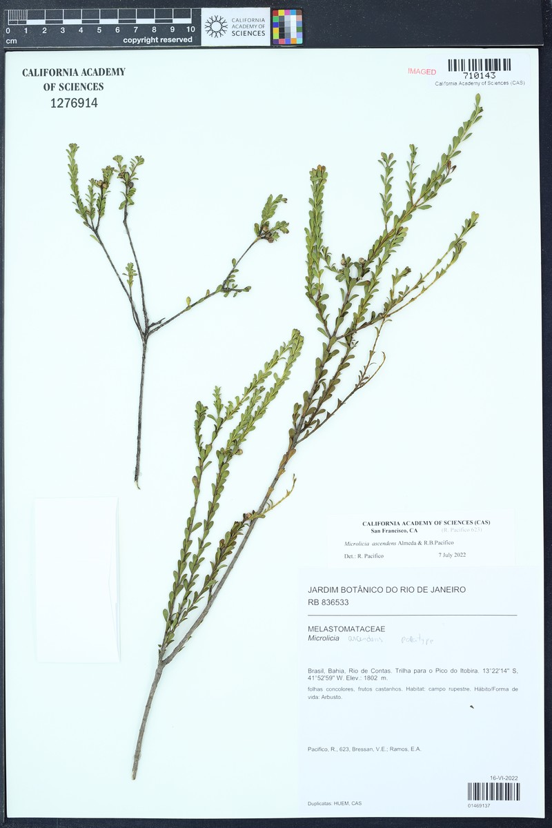 Microlicia ascendens photo 2