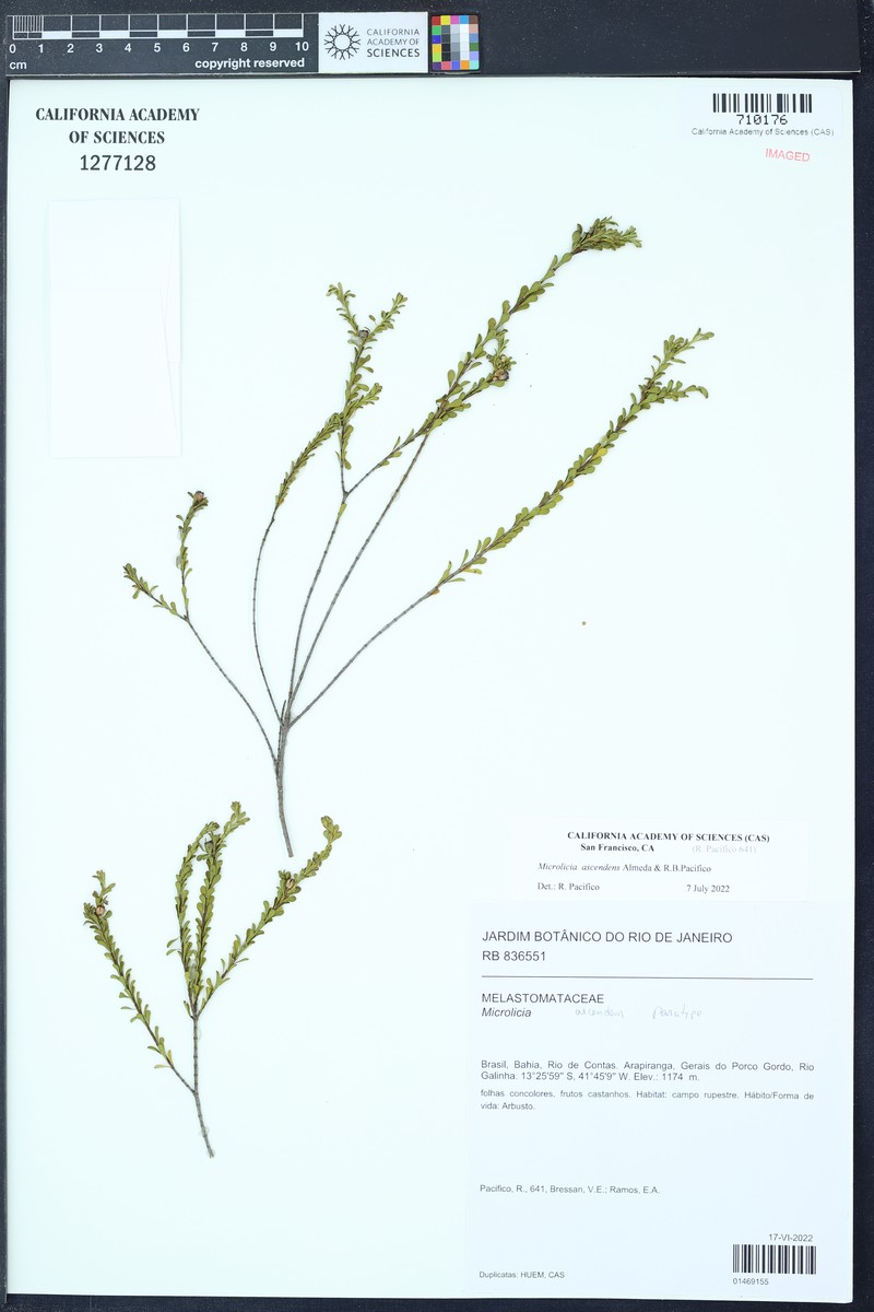 Microlicia ascendens photo 3