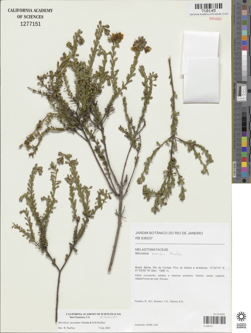 Microlicia ascendens photo 4