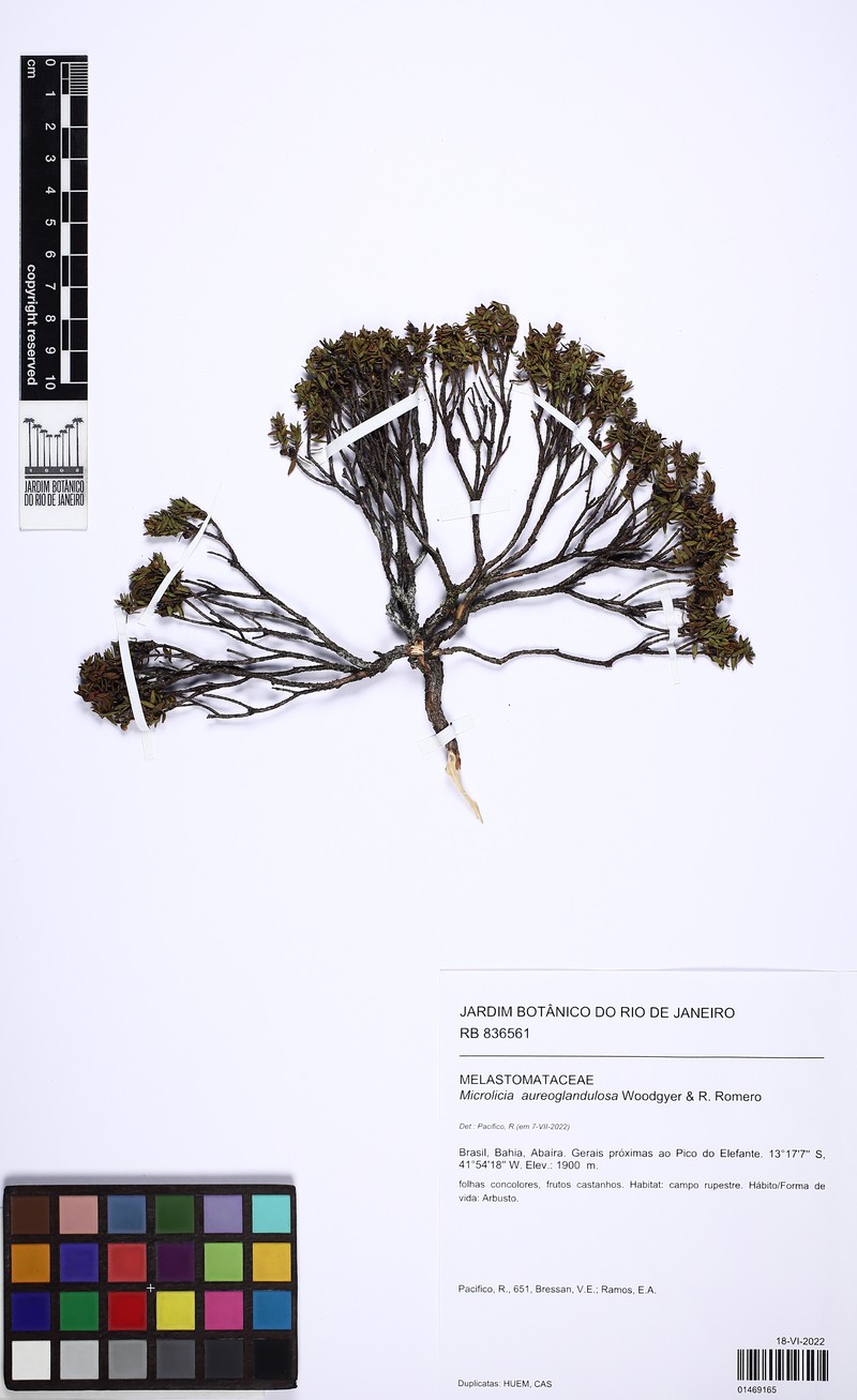 Microlicia aureoglandulosa