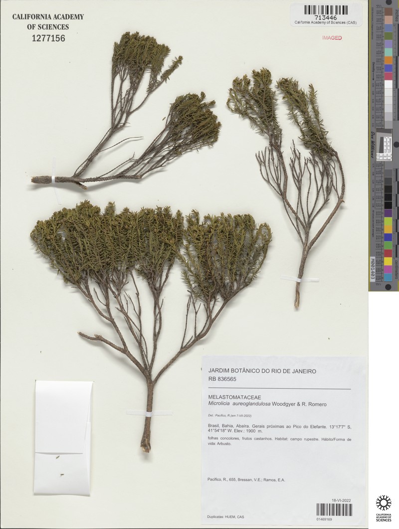 Microlicia aureoglandulosa photo 3