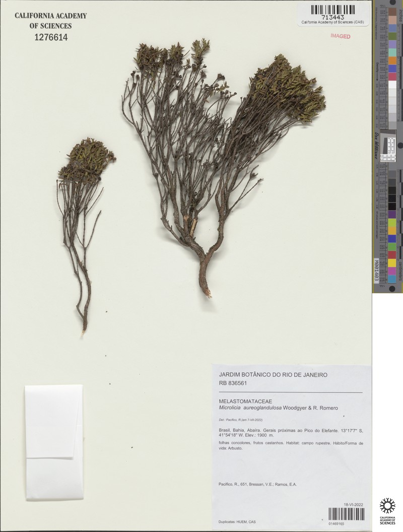Microlicia aureoglandulosa photo 4