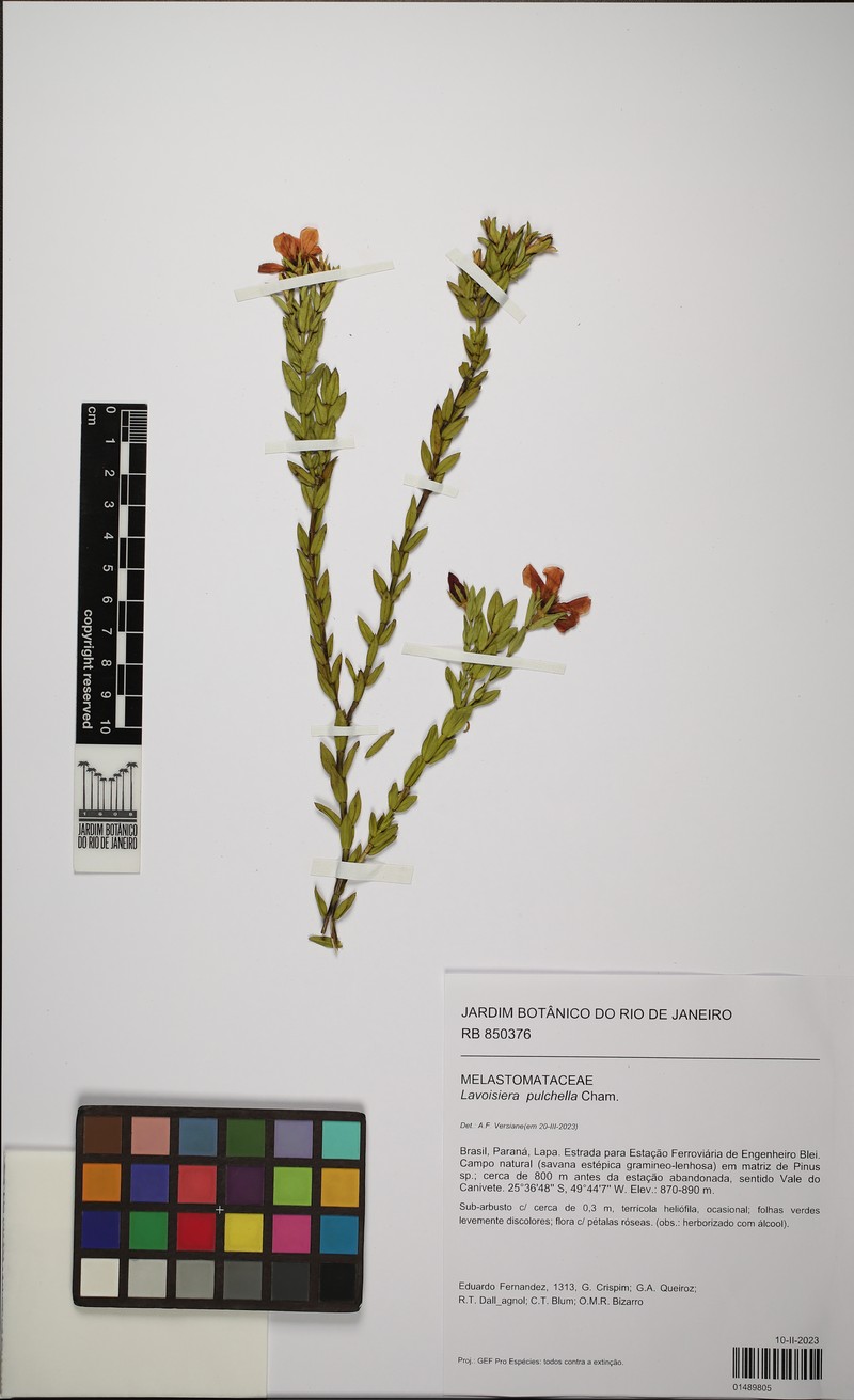 Microlicia australis photo 2