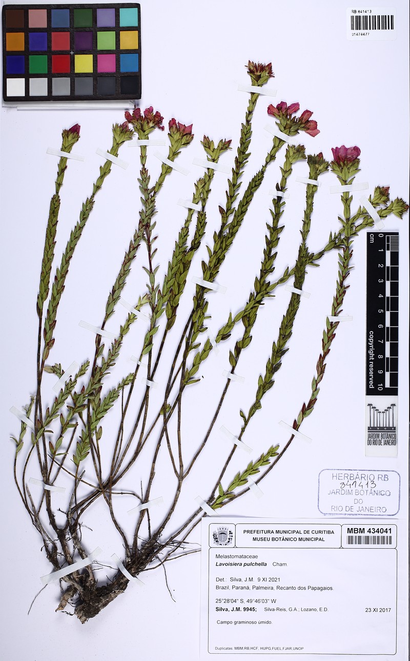Microlicia australis photo 3