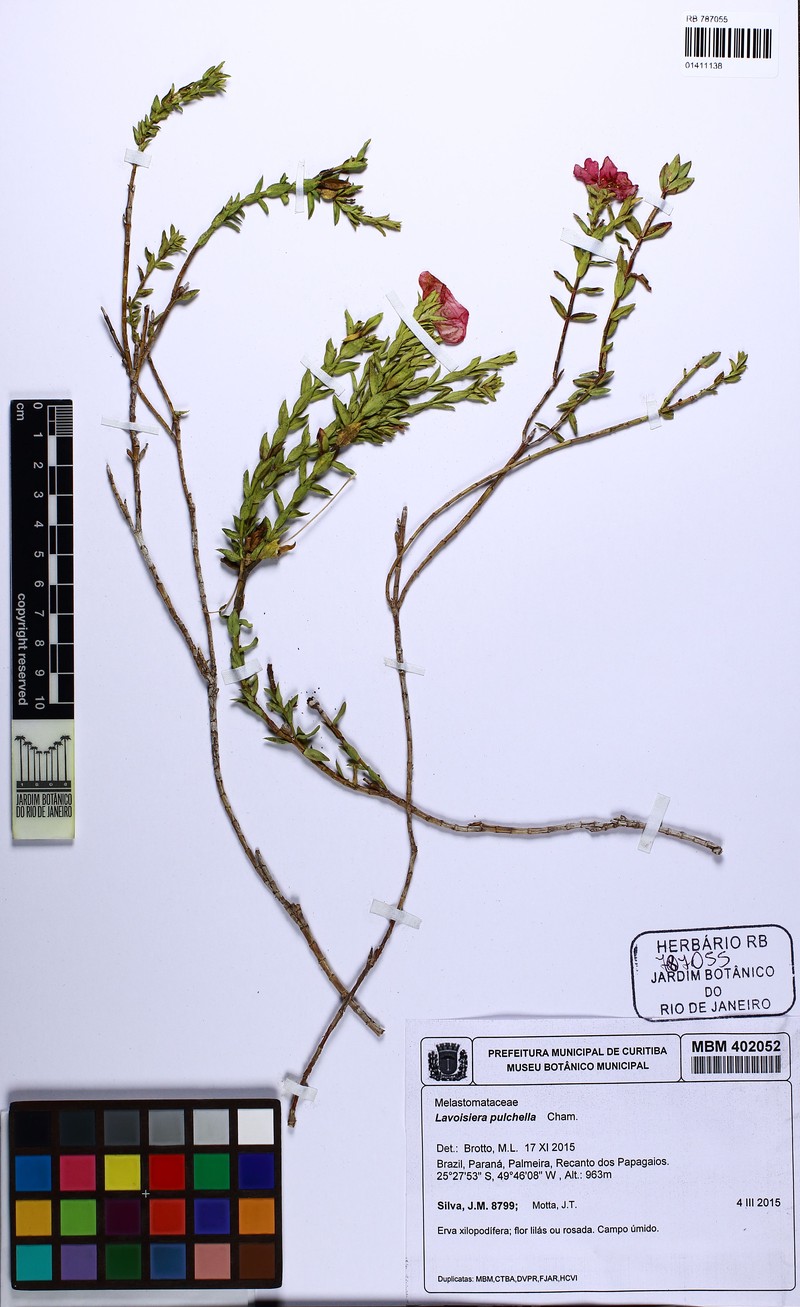 Microlicia australis photo 4