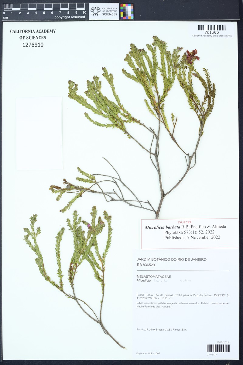 Microlicia barbata