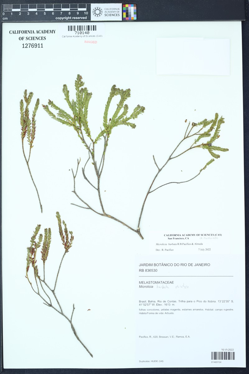 Microlicia barbata photo 2