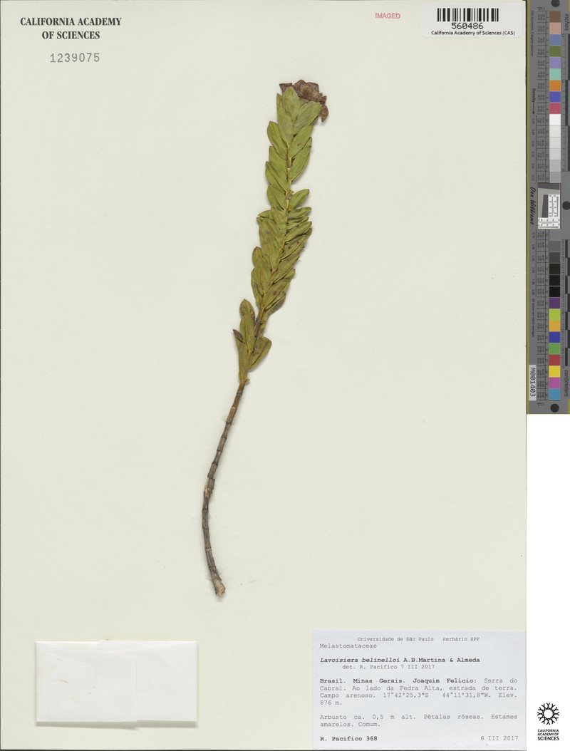 Microlicia belinelloi