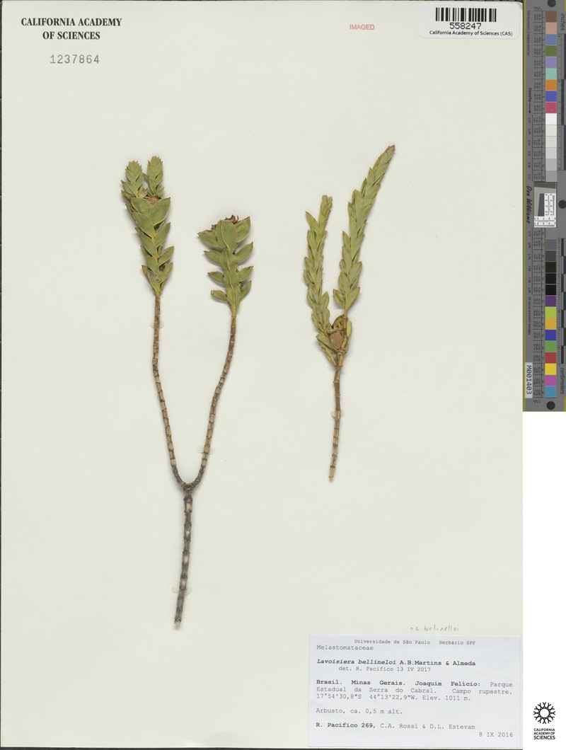 Microlicia belinelloi photo 2