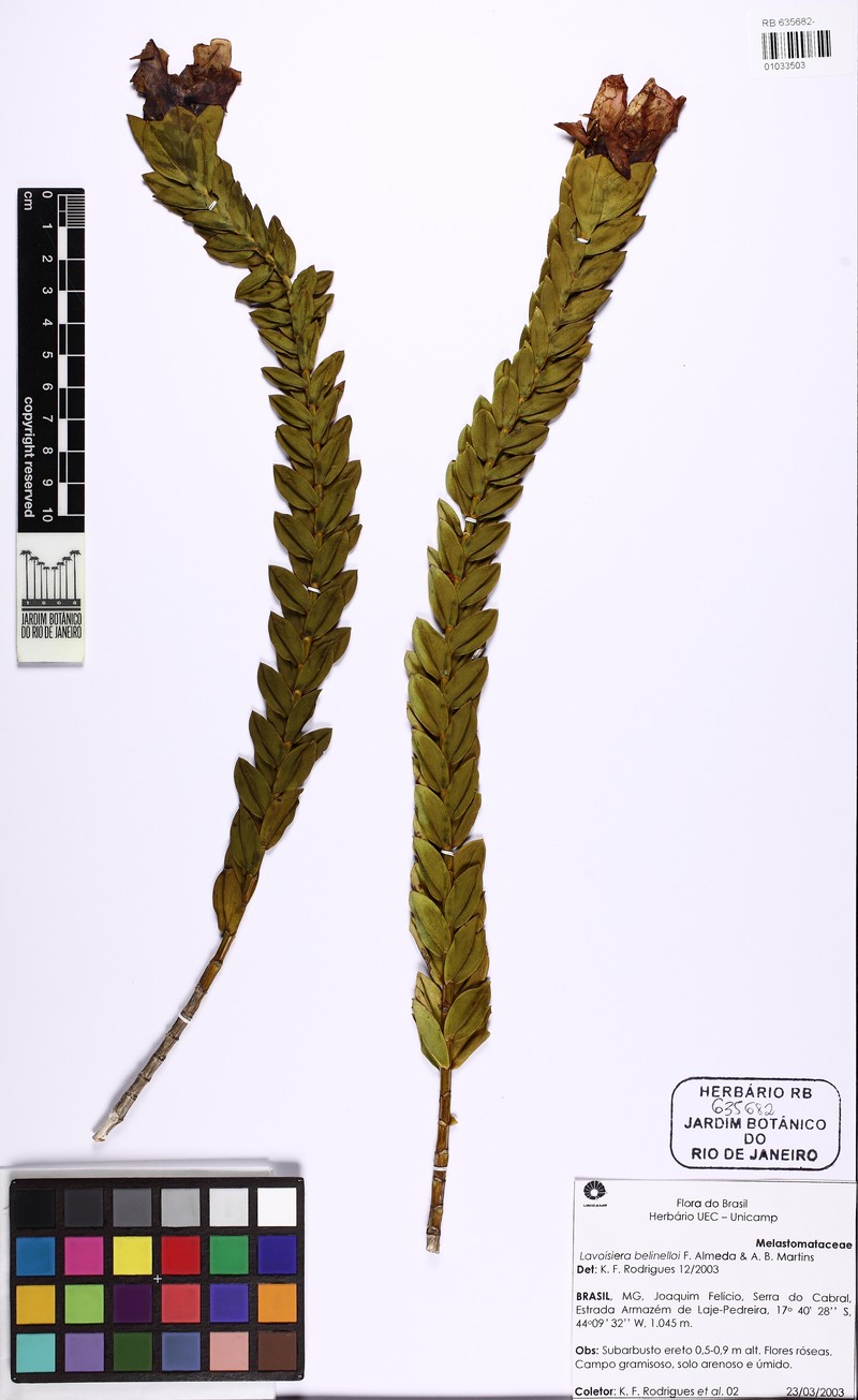 Microlicia belinelloi photo 3