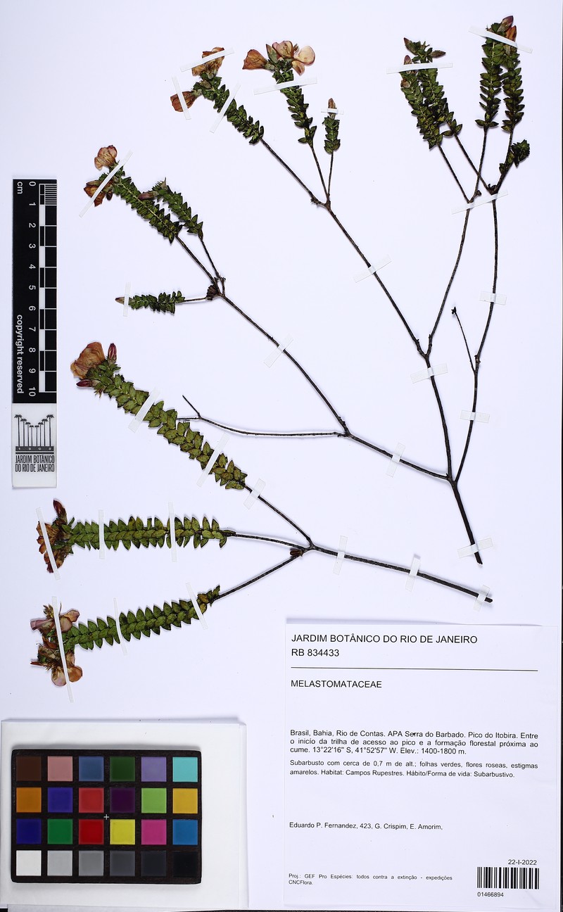 Microlicia bicolor