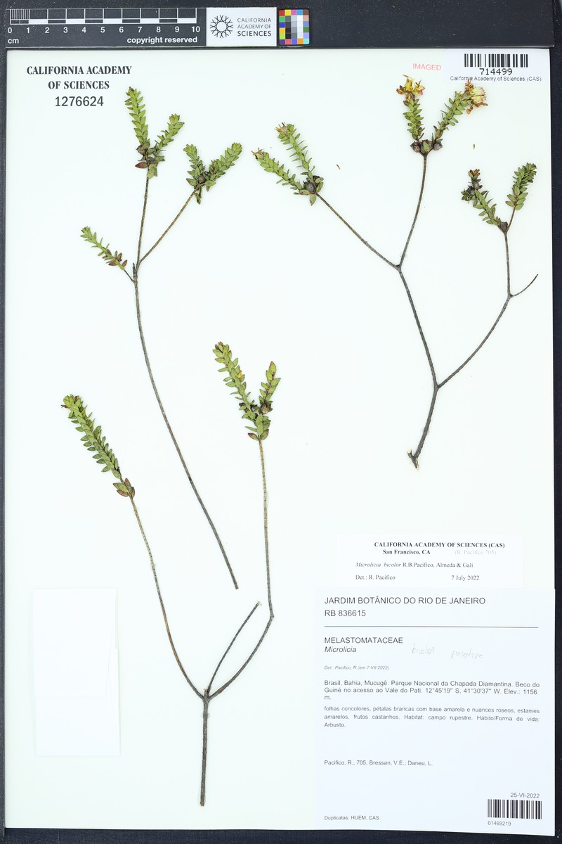 Microlicia bicolor photo 2