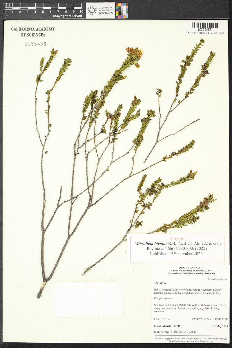 Microlicia bicolor photo 3