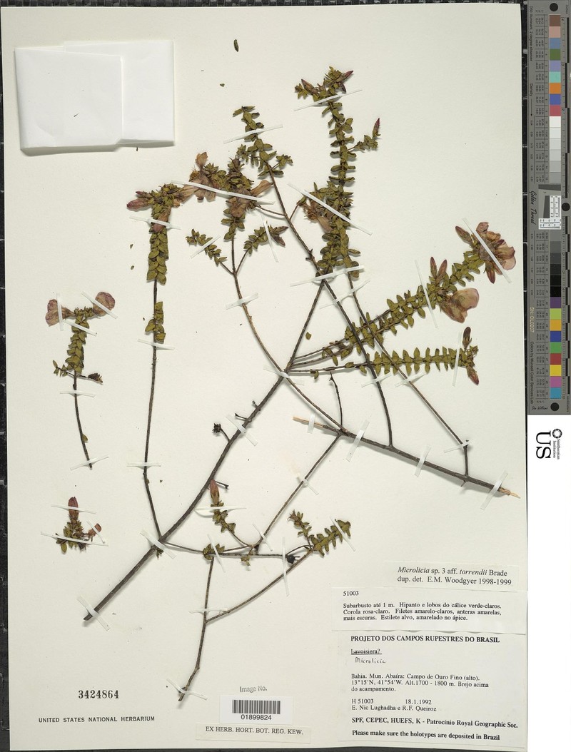 Microlicia bicolor photo 4