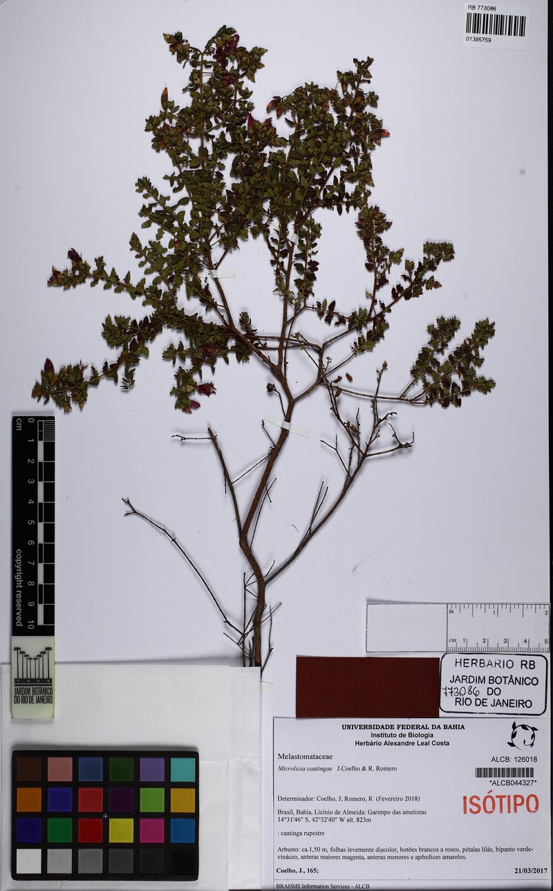 Microlicia caatingae