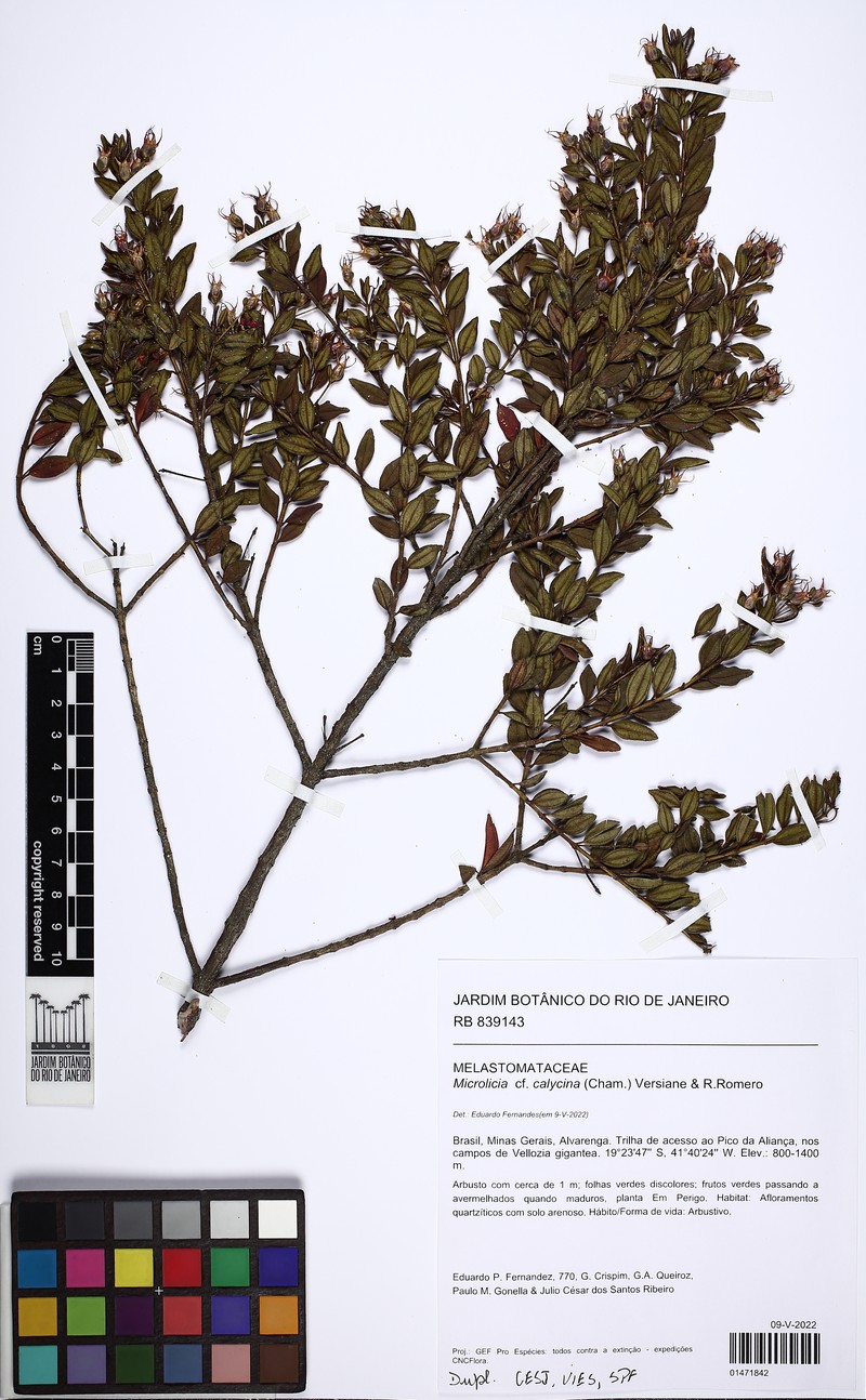 Microlicia calycina