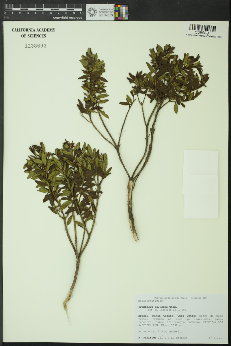 Microlicia calycina photo 2