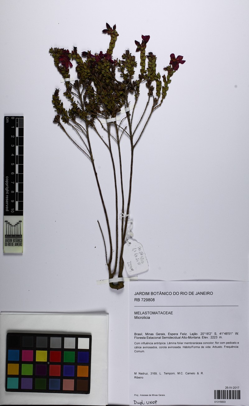 Microlicia caparaoensis