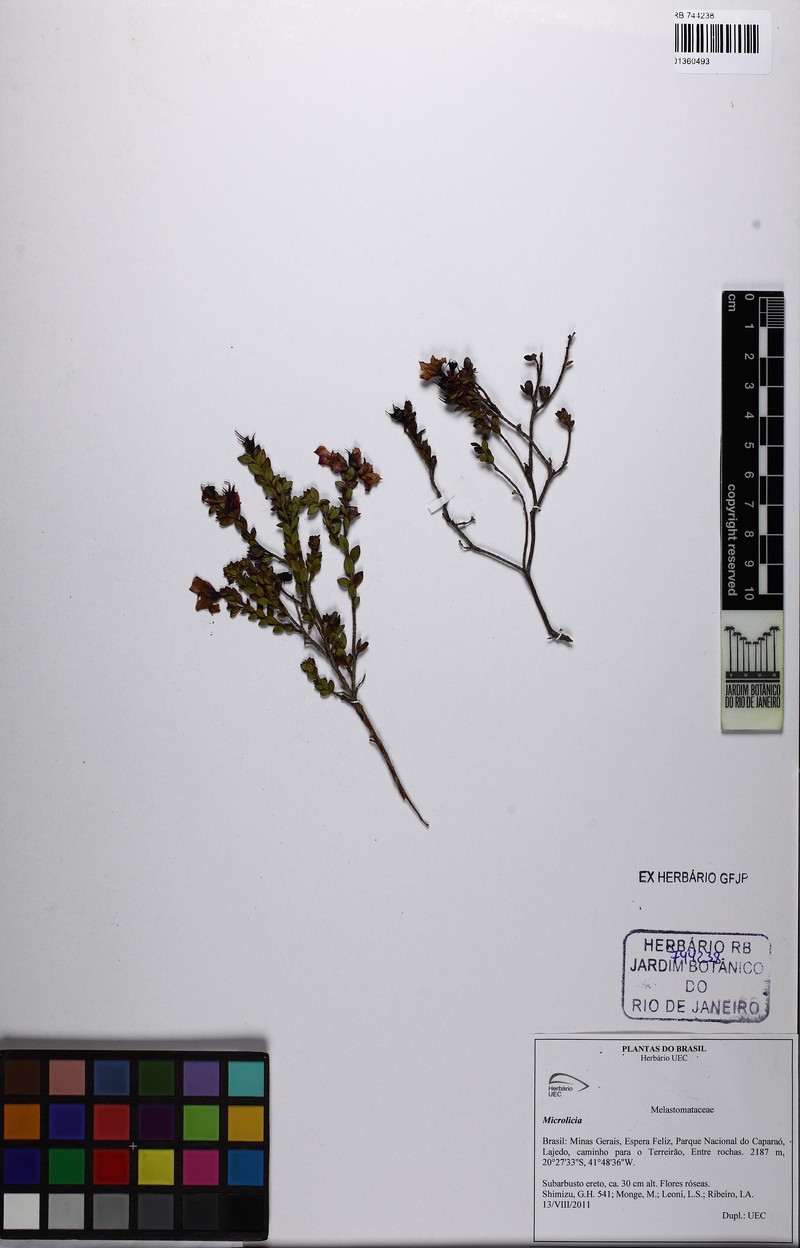 Microlicia caparaoensis photo 2