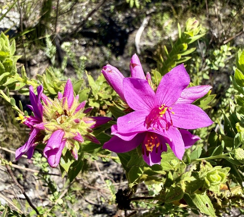 Microlicia capitata