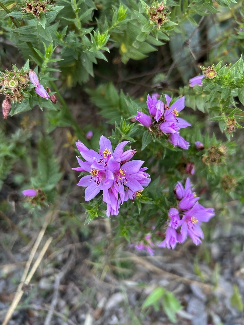 Microlicia capitata photo 2