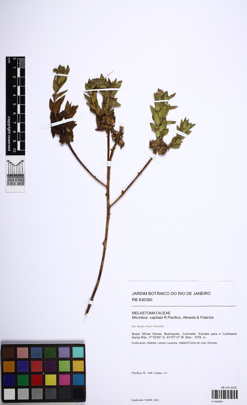 Microlicia capitata photo 3