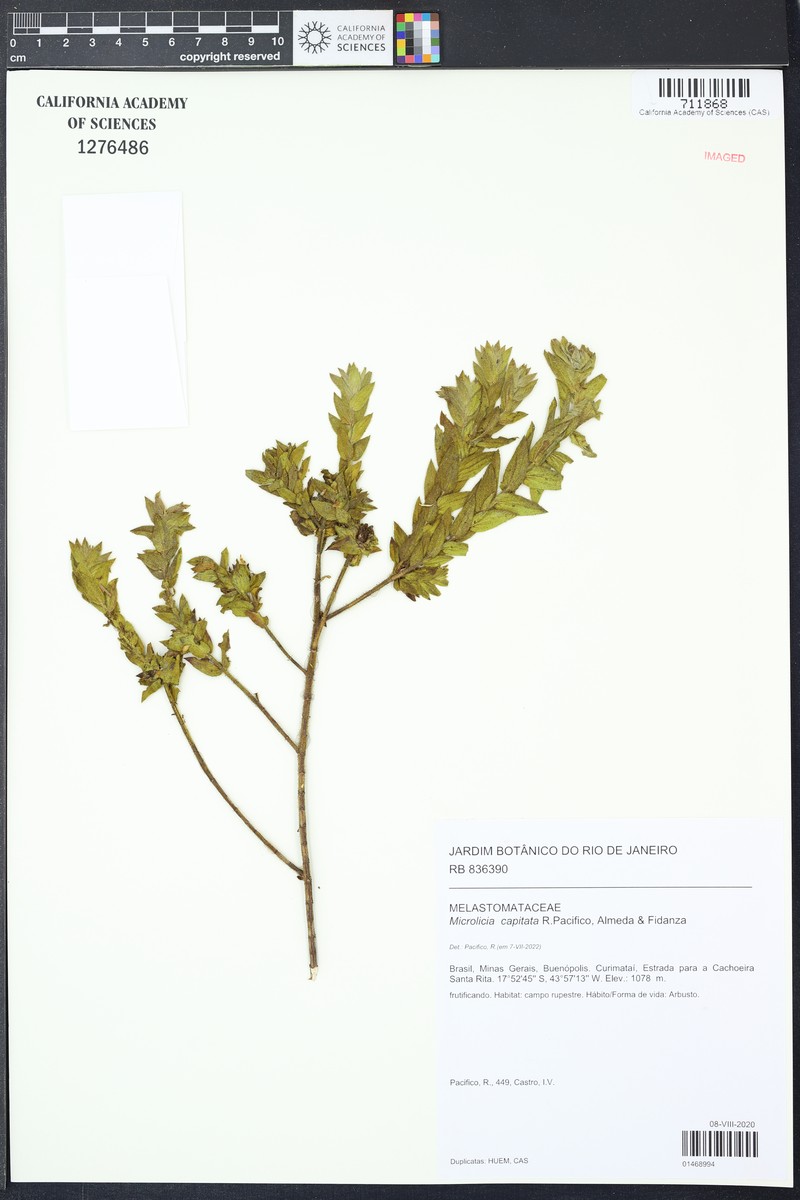 Microlicia capitata photo 4
