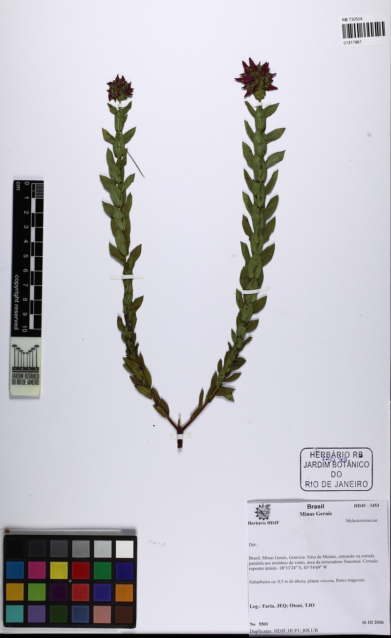 Microlicia capitata photo 5