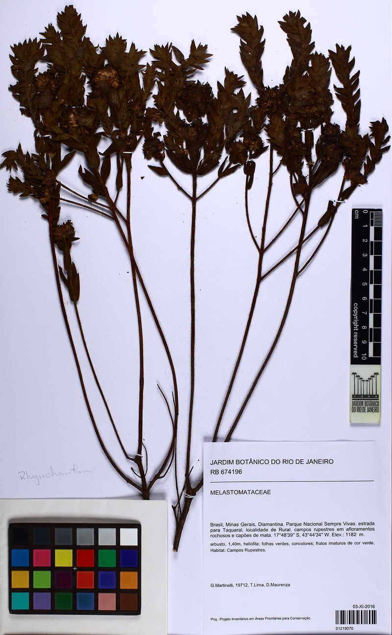 Microlicia capitata photo 6
