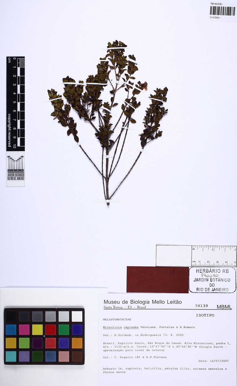 Microlicia capixaba