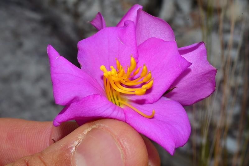 Microlicia caryophyllea