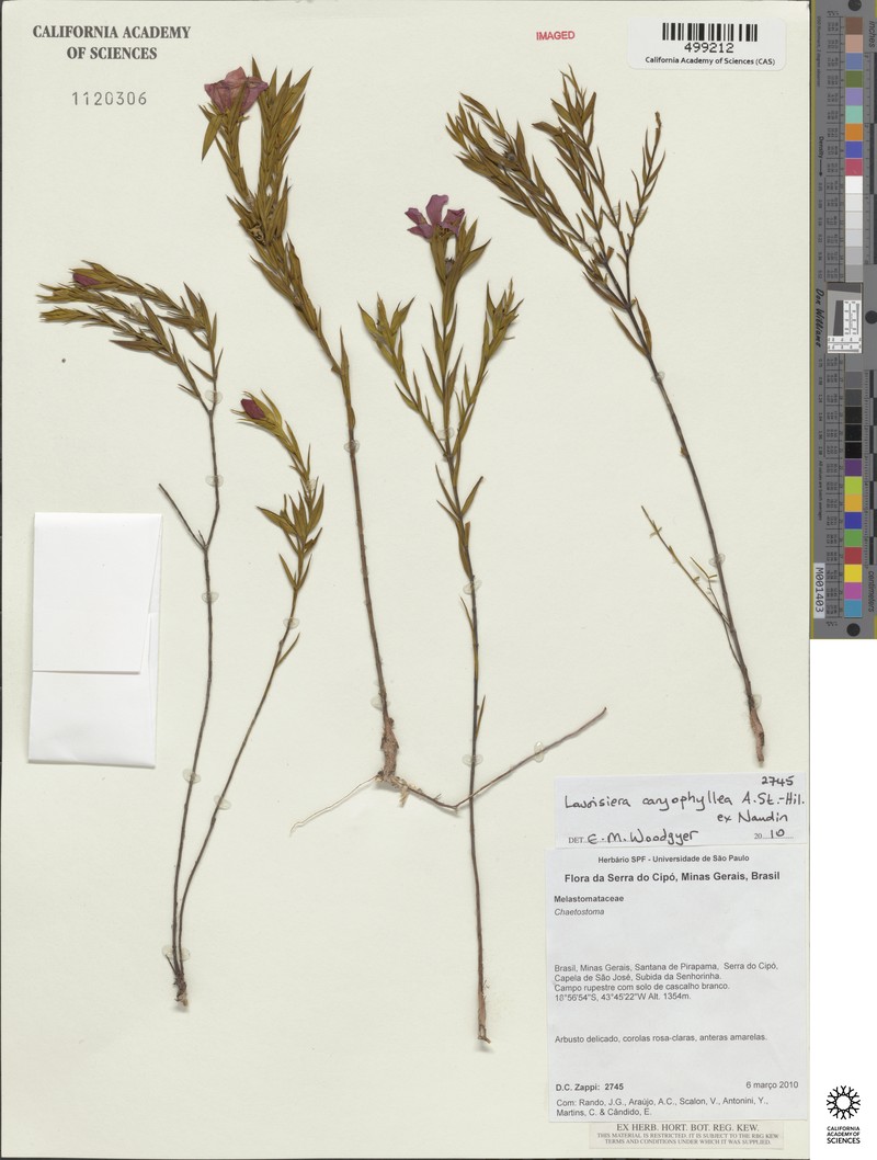 Microlicia caryophyllea photo 2