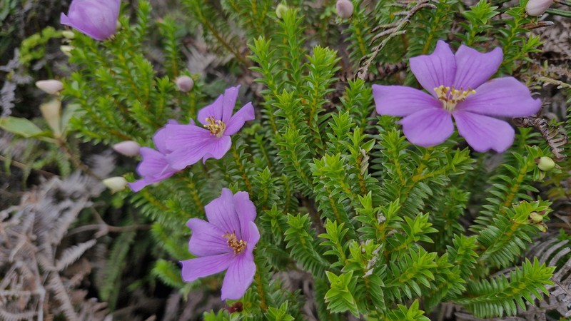 Microlicia cataphracta photo 3