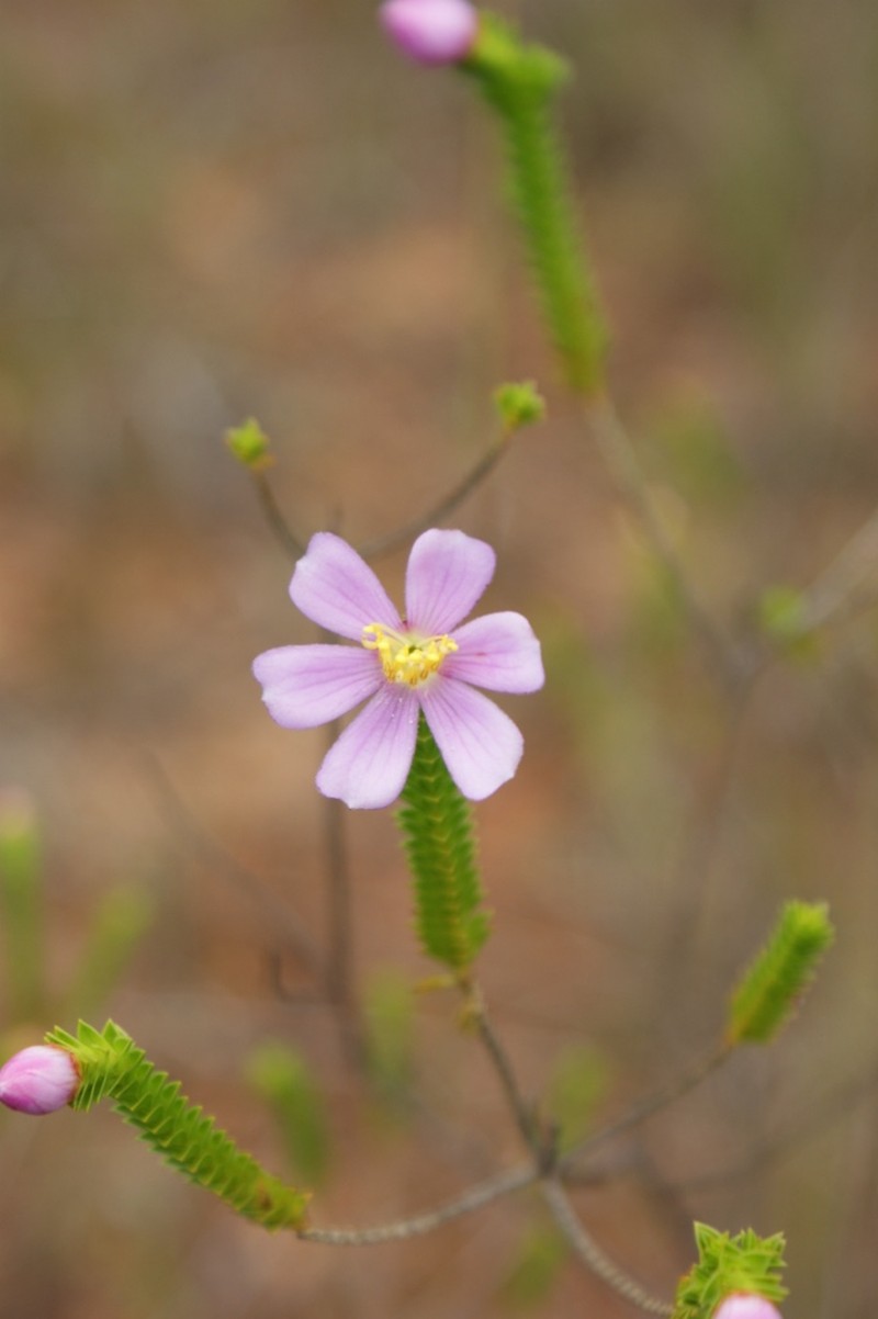 Microlicia cataphracta