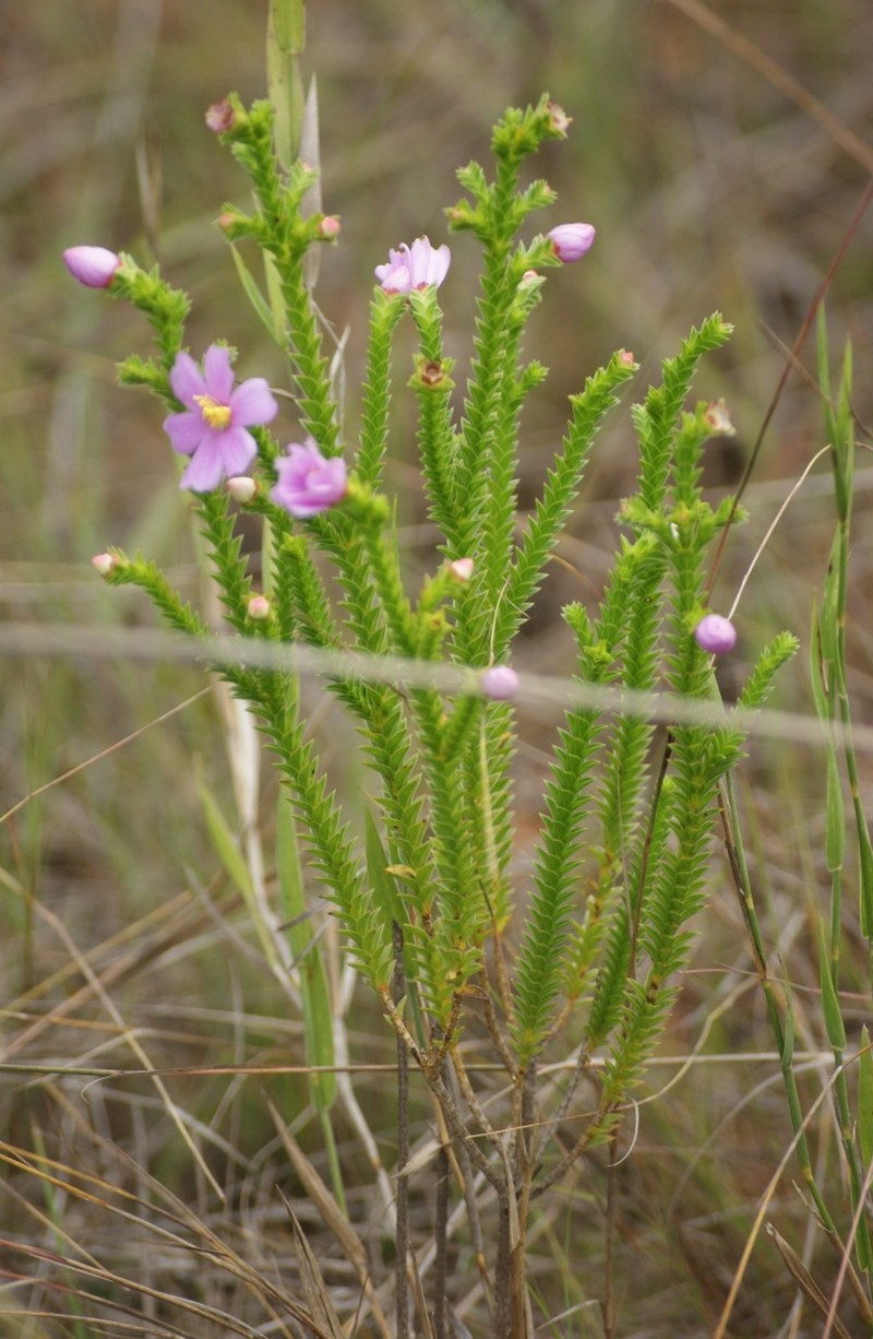 Microlicia cataphracta photo 6