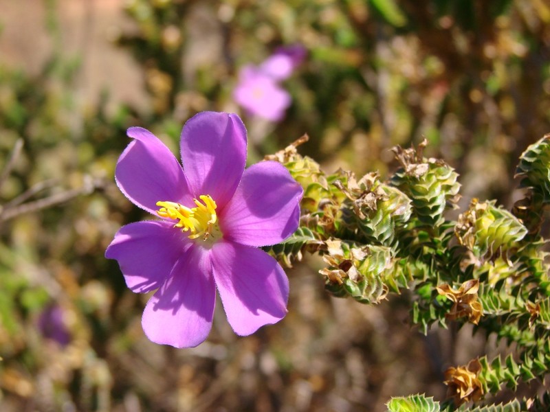 Microlicia cataphracta photo 7