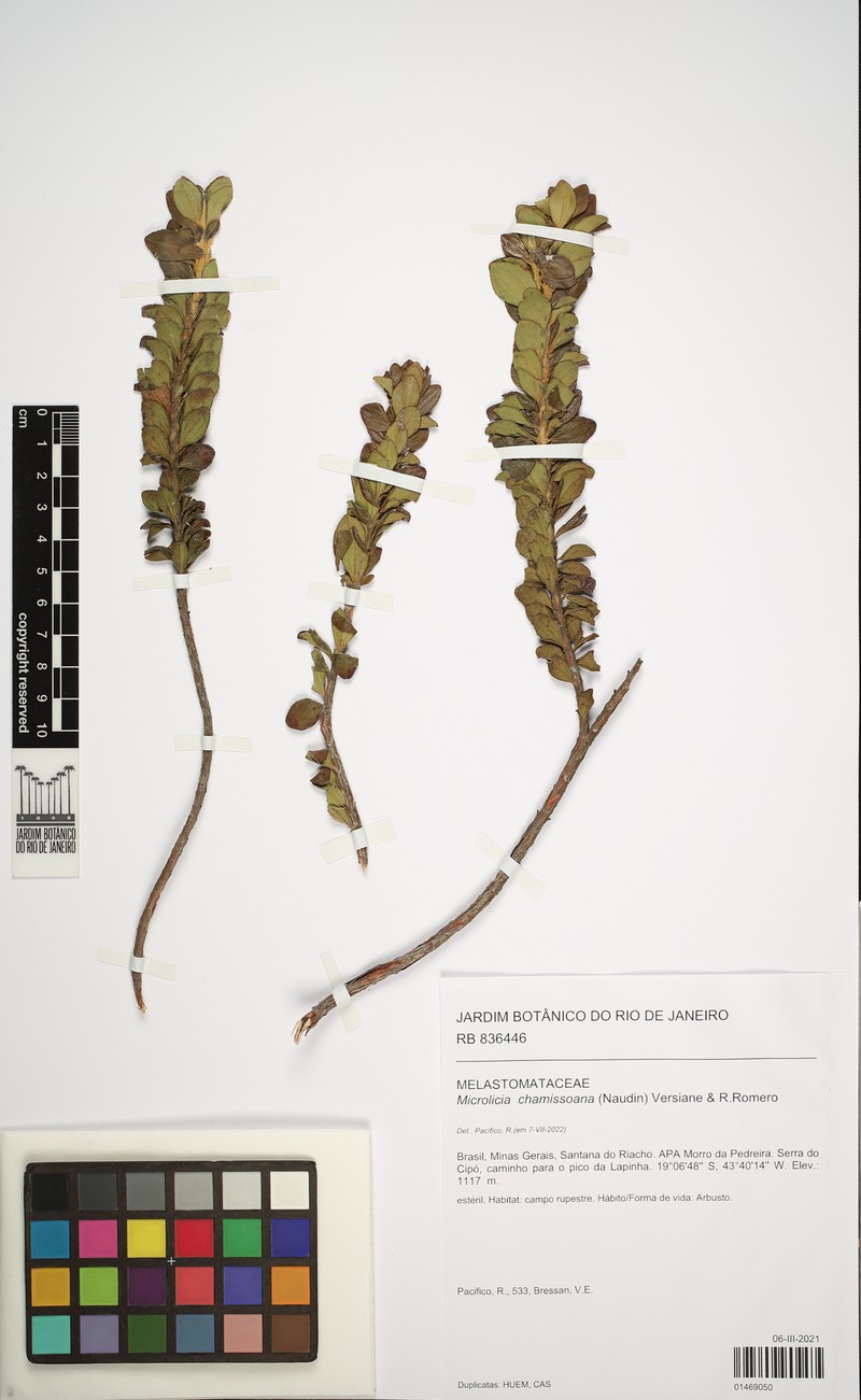 Microlicia chamissoana